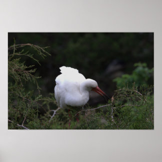 Ibis Bird Poster