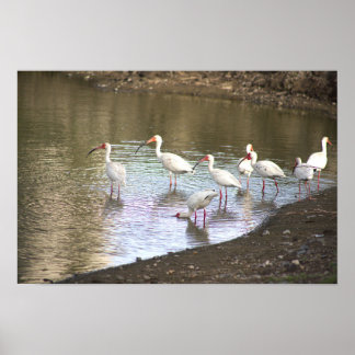 Ibis Birds in Water Poster