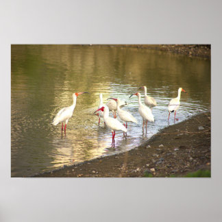 Ibis Birds in Water Poster