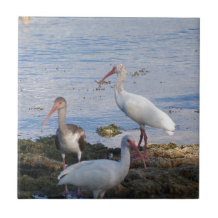 Ibis birds on the shore of Florida Bay Ceramic Tile