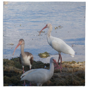 Ibis birds on the shore of Florida Bay Cloth Napkin