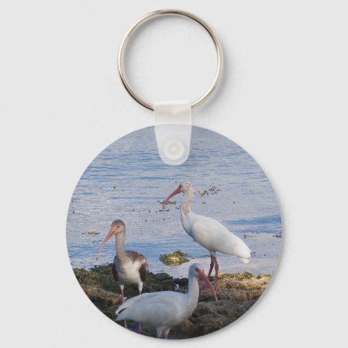 Ibis birds on the shore of Florida Bay Keychain