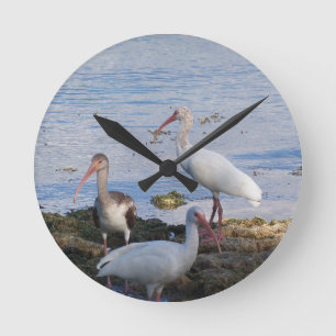 Ibis birds on the shore of Florida Bay Round Clock