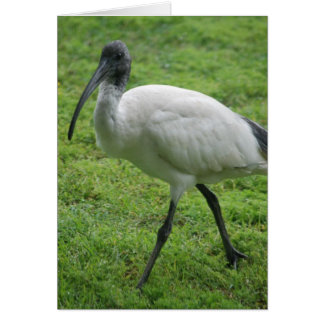 Ibis Cards