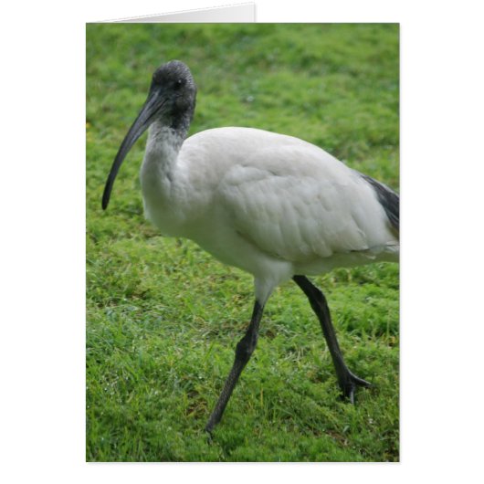 Ibis Cards (Front)