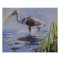 Ibis in Grassy Marsh
