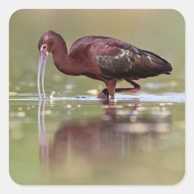 Ibis in the Ponds Square Sticker (Front)