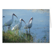 Ibis Meeting (Front Horizontal)