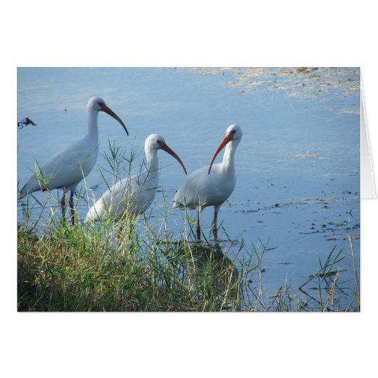 Ibis Meeting Cards (Front Horizontal)