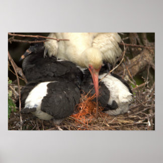 Ibis Nest Poster