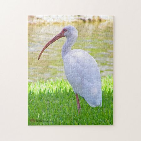 Ibis On One Leg Photograph Jigsaw Puzzle