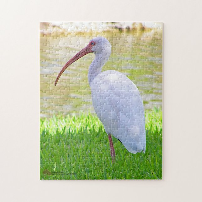 Ibis On One Leg Photograph Jigsaw Puzzle (Vertical)