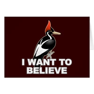 IBWO: I Want To Believe