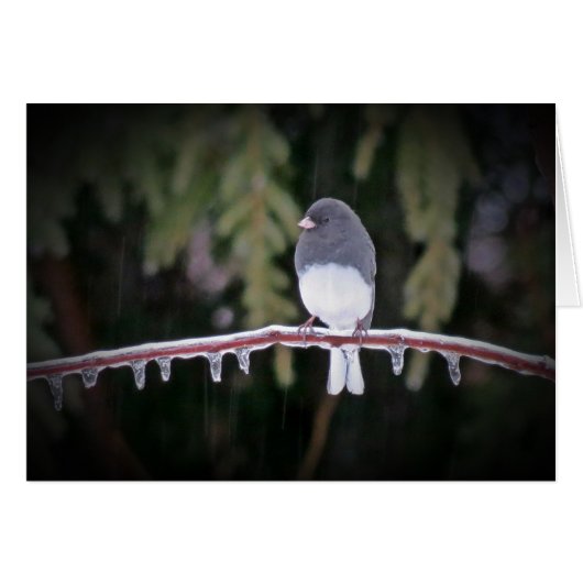 Ice Balance - Junco Bird Cards (Front Horizontal)