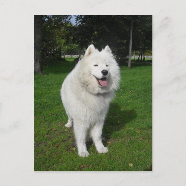 Ice bears... postcard (Front)