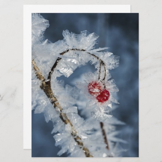 Ice Berries (Front/Back)