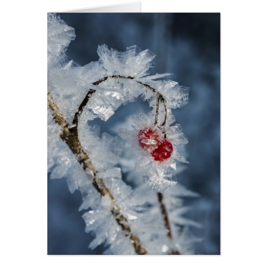 Ice Berries Cards (Front)