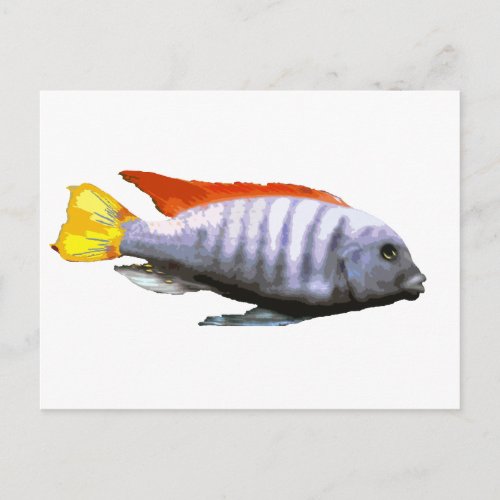 Ice Blue Zebra Cichlid Postcard