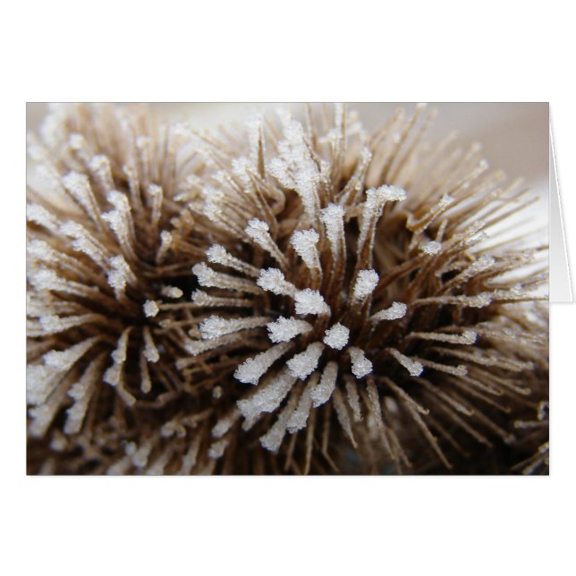 Ice Burrs Cards (Front Horizontal)