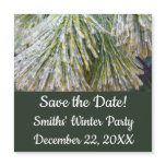 Ice Coated Pine Needles Winter Botanical