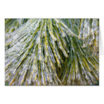 Ice Coated Pine Needles Winter Botanical