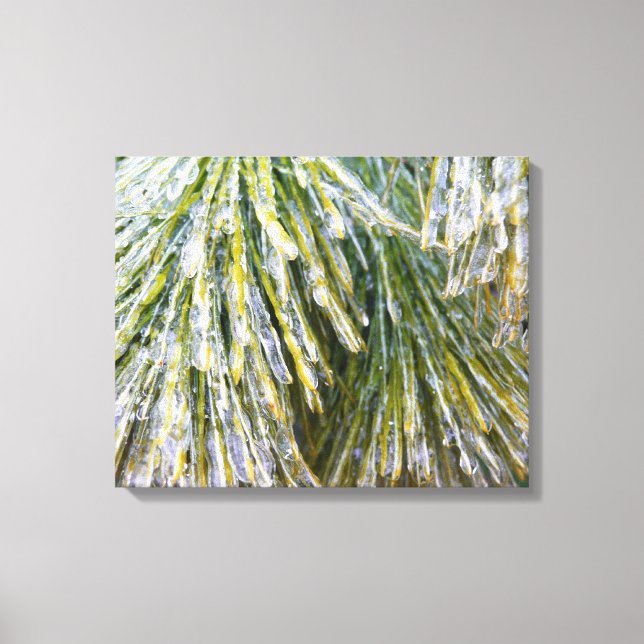 Ice Coated Pine Needles Winter Botanical Canvas Print (Front)