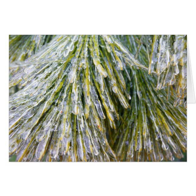 Ice Coated Pine Needles Winter Botanical Cards (Front Horizontal)