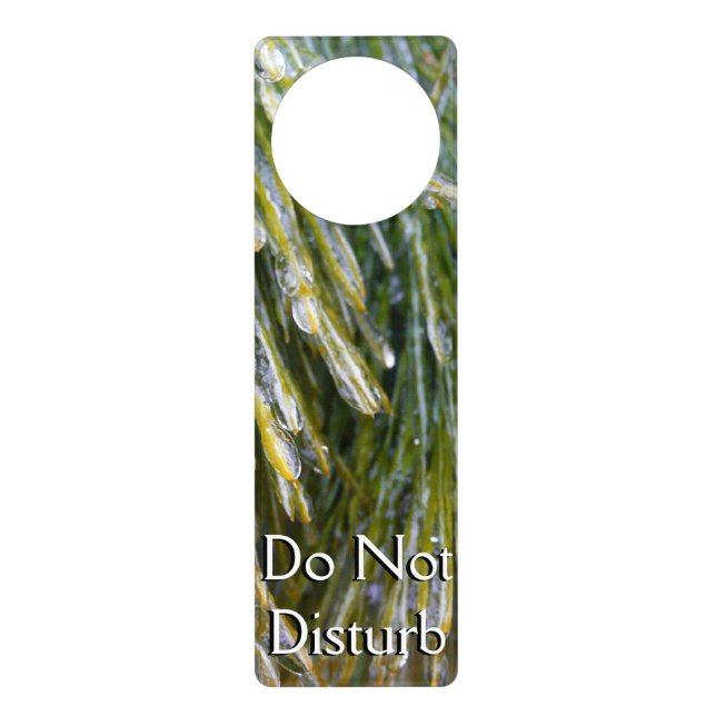 Ice Coated Pine Needles Winter Botanical Door Hanger (Front)