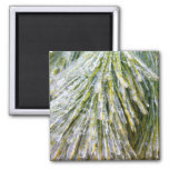 Ice Coated Pine Needles Winter Botanical Magnet
