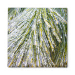 Ice Coated Pine Needles Winter Botanical Magnet