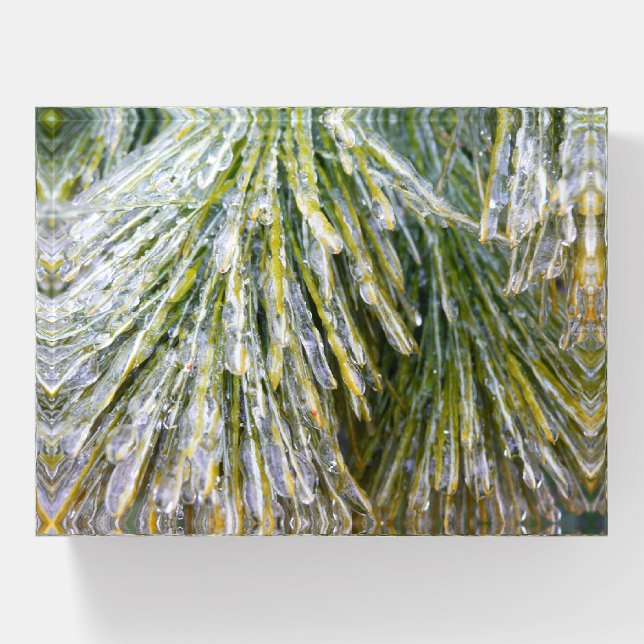 Ice Coated Pine Needles Winter Botanical Paperweight (Front)
