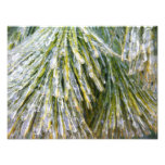 Ice Coated Pine Needles Winter Botanical Photo Print
