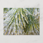 Ice Coated Pine Needles Winter Botanical Postcard