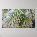 Ice Coated Pine Needles Winter Botanical Poster