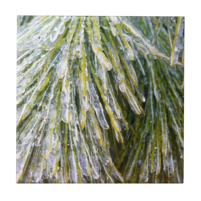 Ice Coated Pine Needles Winter Botanical Tile (Front)