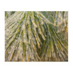 Ice Coated Pine Needles Winter Botanical Wood Wall Art