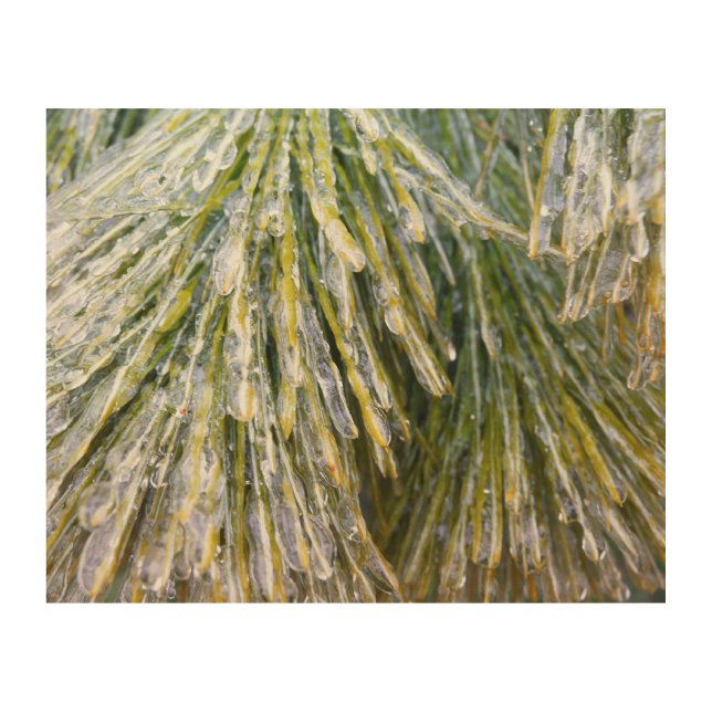 Ice Coated Pine Needles Winter Botanical Wood Wall Art (Front)