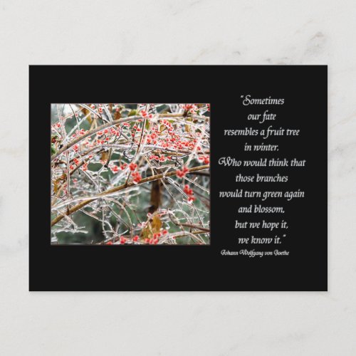 Ice covered branches  berries Goethe fate quote Postcard