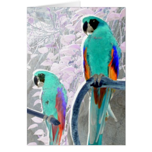 Ice Parrots Cards (Front)