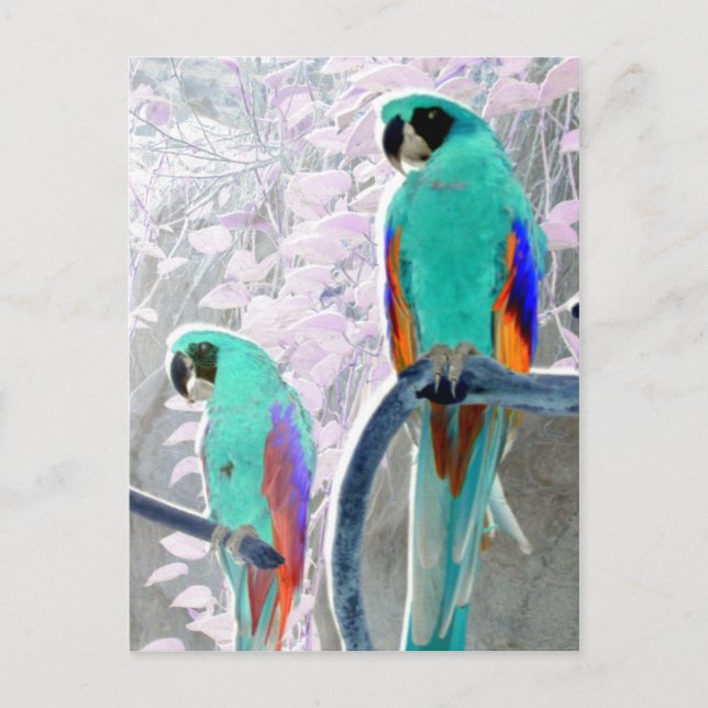 Ice Parrots Postcard (Front)