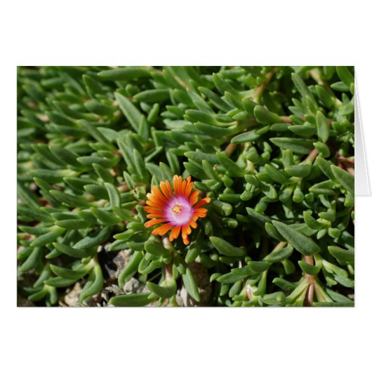 Ice Plant, Edgewood NM Cards (Front Horizontal)