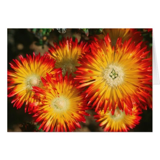 Ice Plants (Lampranthus Aureus) In Bloom (Front Horizontal)
