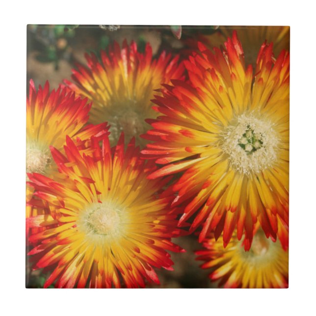Ice Plants (Lampranthus Aureus) In Bloom Tile (Front)