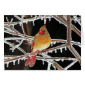 Ice Princess (Front Horizontal)