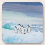 Ice & Snow | Adelie Penguins Antarctica Beverage Coaster<br><div class="desc">This amazing Getty Images photo features a group of Adelie penguins rest on vivid blue ice in Antarctica.</div>