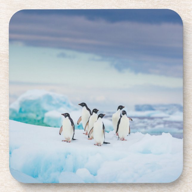Ice & Snow | Adelie Penguins Antarctica Beverage Coaster (Front)