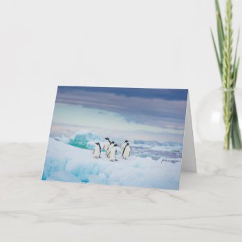 Ice & Snow | Adelie Penguins Antarctica Card by intothewild at Zazzle