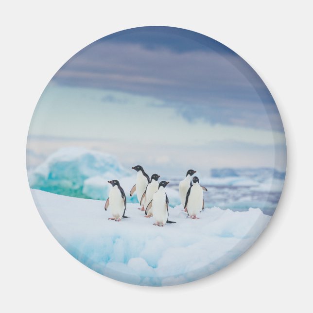 Ice & Snow | Adelie Penguins Antarctica Magnet (Front)