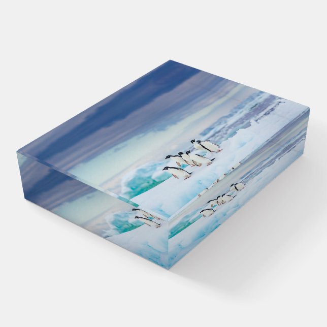 Ice & Snow | Adelie Penguins Antarctica Paperweight (Angled)