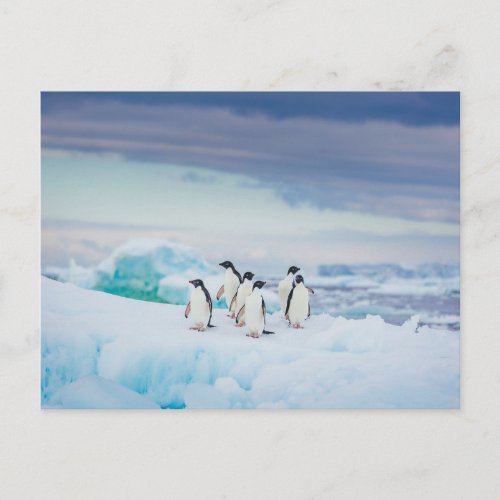 Ice  Snow  Adelie Penguins Antarctica Postcard